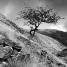 The Sentinel